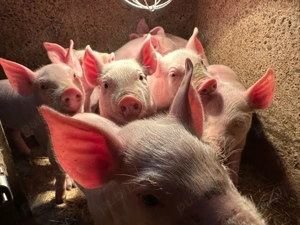 Purcei rase de carne pentru vânzare