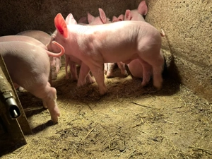 Purcei rase de carne pentru vânzare - imagine 2