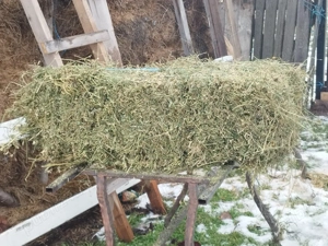 Baloti lucerna   - imagine 3