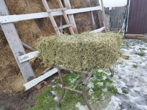 Baloti lucerna   - imagine 2