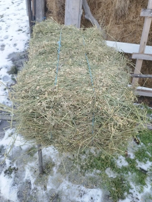 Baloti lucerna   - imagine 4