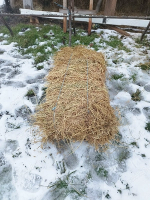 Baloti lucerna   - imagine 5