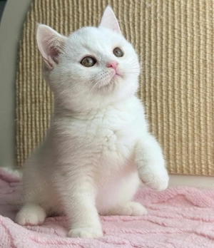British Shorthair White  - imagine 2