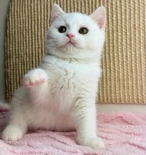 British Shorthair White 