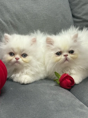 Puiuți Pisică Persana cu Pedigree   Rasă Pură, Deosebită