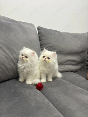 Puiuți Pisică Persana cu Pedigree   Rasă Pură, Deosebită - imagine 2