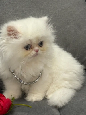 Puiuți Pisică Persana cu Pedigree   Rasă Pură, Deosebită - imagine 5