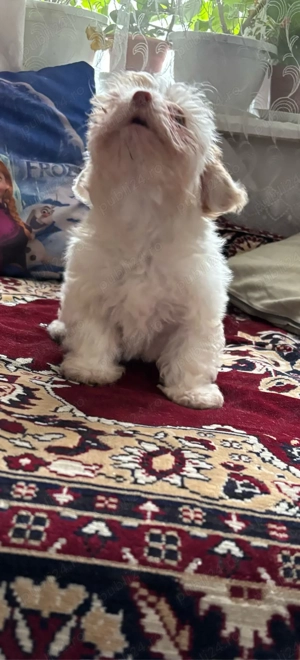 Bichon maltez  - imagine 4