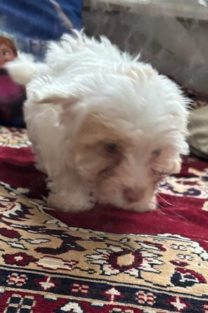 Bichon maltez  - imagine 2