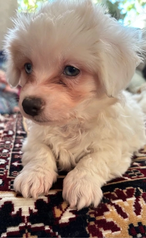 Bichon maltez  - imagine 3