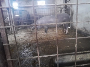 Animale de curte,porci - imagine 2
