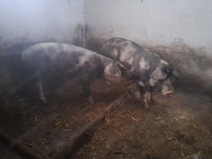 Animale de curte,porci - imagine 3