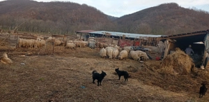 Vind 180 oi tinere fătate cu miei - imagine 5