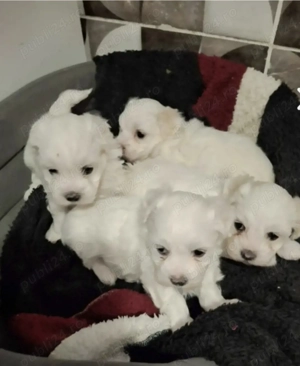 Bichonei maltez toy fetite si baietei - imagine 3