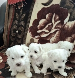 Bichonei maltez toy fetite si baietei - imagine 2