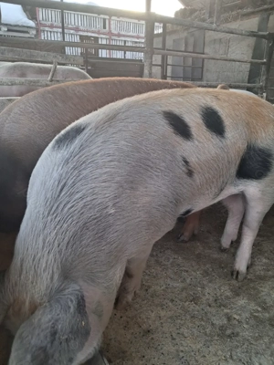 de vânzare 4 masculi 90...120 kg rasă marele alb și petrean ofer transport 