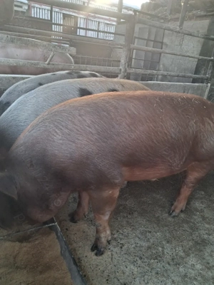 de vânzare 4 masculi 90...120 kg rasă marele alb și petrean ofer transport  - imagine 2