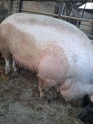 de vânzare scroafă 300 kg rasă marele alb ofer transport  - imagine 4