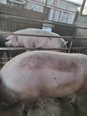 de vânzare 2 scroafe 280..300 kg rasă marele alb ofer transport 