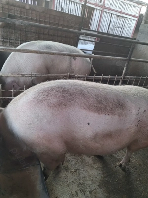 de vânzare 2 scroafe 280..300 kg rasă marele alb ofer transport  - imagine 3