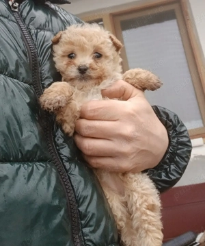 bichon cu pudel maltipoo