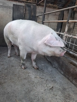 de vânzare scroafă 280 kg rasă marele alb ofer transport  - imagine 2