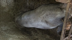 de vinzare  purcea Pietran rasă pura  - imagine 2