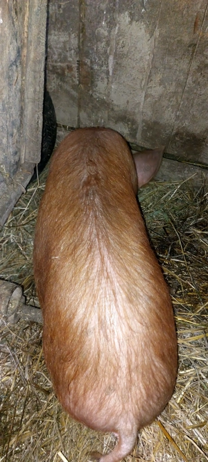 Vând godini DUROC și BAZNA la 50 kg - imagine 2