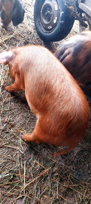 Vând godini DUROC și BAZNA la 50 kg - imagine 3