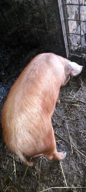 Vând godini DUROC și BAZNA la 50 kg