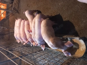 vând purcei  - imagine 2