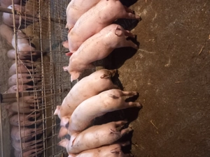 vând purcei  - imagine 3