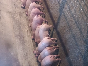 vând purcei  - imagine 4