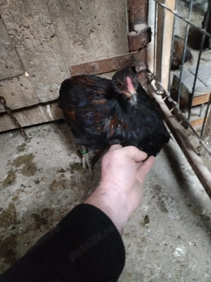 Cocosii Araucana cu favoriții și fără - imagine 2