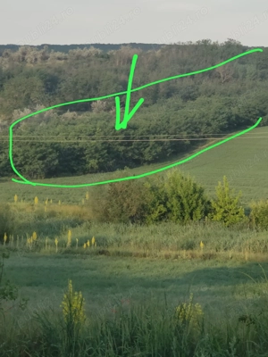 Padure  salcam 5000  mp