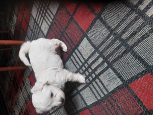 VÎND Cățeluși bichoni maltezi rasă pură  - imagine 4