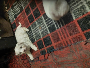 VÎND Cățeluși bichoni maltezi rasă pură  - imagine 5