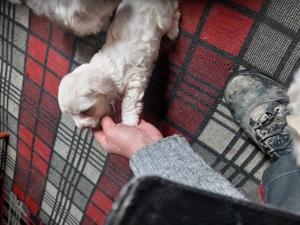 VÎND Cățeluși bichoni maltezi rasă pură  - imagine 3