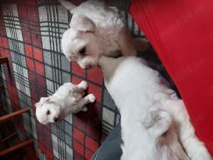 VÎND Cățeluși bichoni maltezi rasă pură  - imagine 2