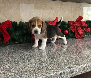 fetița beagle tricolor