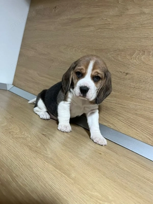 fetița beagle tricolor - imagine 2