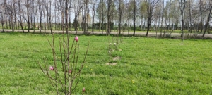 teren Satul Olandez Bâcu