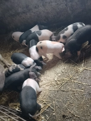 Purcei de 6 saptamani disponibili  - imagine 2