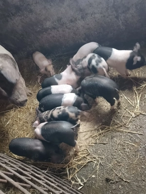 Purcei de 6 saptamani disponibili  - imagine 3