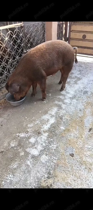 Duroc pt sacrificat  - imagine 5