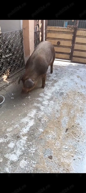 Duroc pt sacrificat  - imagine 2