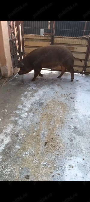 Duroc pt sacrificat  - imagine 4