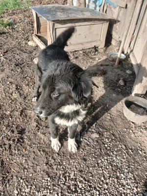 vand catea coarba de 2 ani  - imagine 2