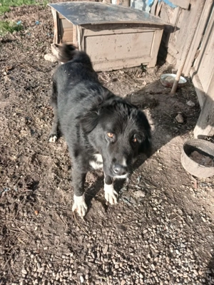 vand catea coarba de 2 ani 