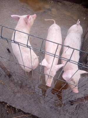Purcei de vânzare  - imagine 3
